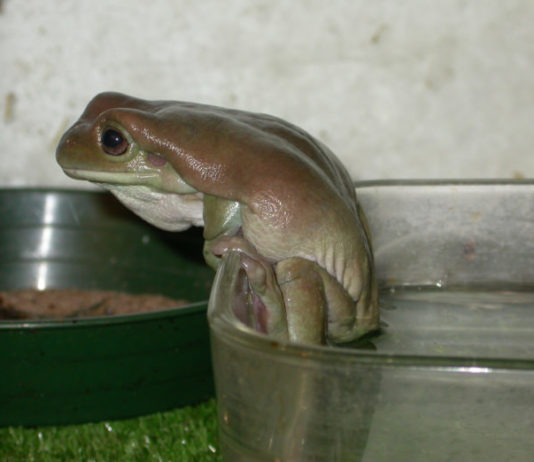 La riproduzione della rana Litoria Caerulea e habitat adatto rana litoria caerulea