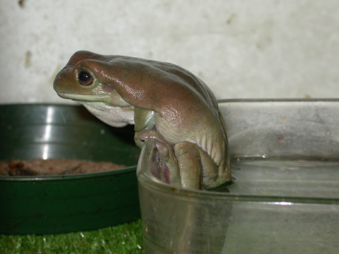 rana litoria caerulea rana litoria caerulea