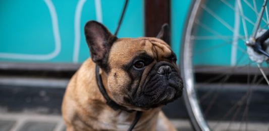 Recarsi dal veterinario al tempo del Coronavirus, cosa serve sapere recarsi dal veterinario al tempo del coronavirus