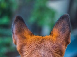 sars-cov-2 animale da compagnia
