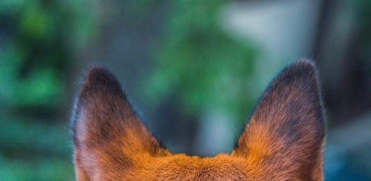 sars-cov-2 animale da compagnia