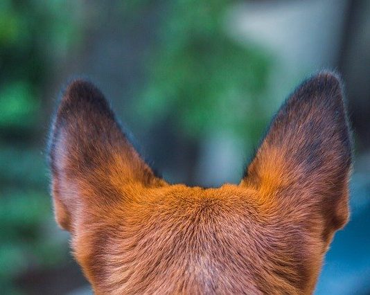 sars-cov-2 animale da compagnia