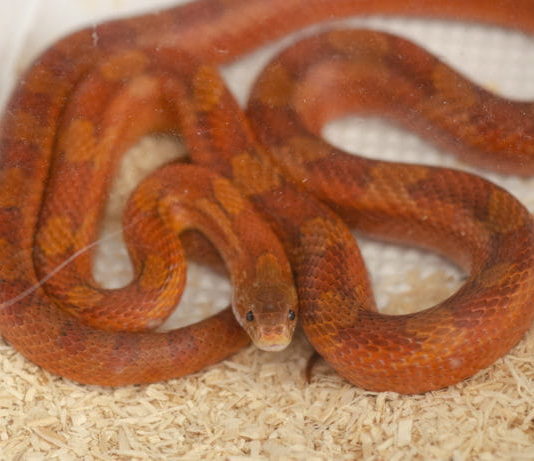 serpente del grano