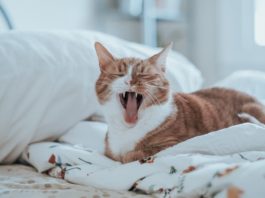 stress per cane e gatto