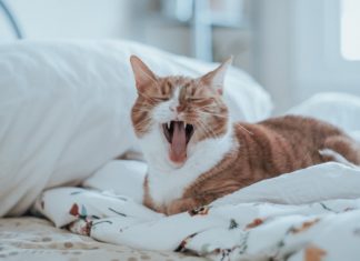 stress per cane e gatto