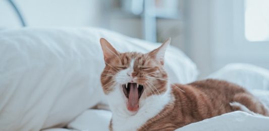 stress per cane e gatto