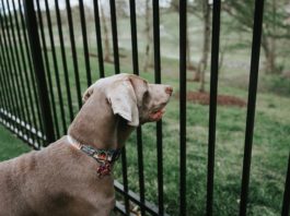 Covid-19 e uscita con il cane: nove regole per volontari e parenti uscita cane covid-19