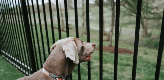 Covid-19 e uscita con il cane: nove regole per volontari e parenti uscita cane covid-19