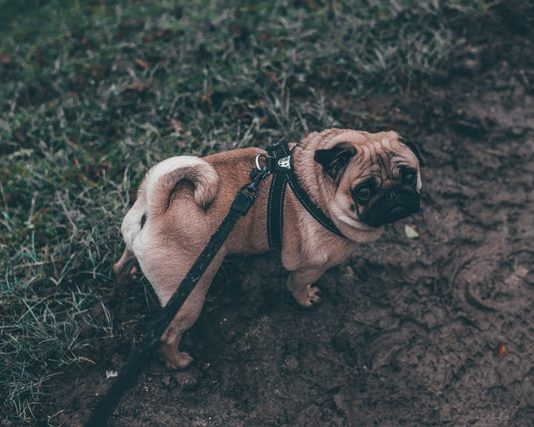 uscite cani quarantena