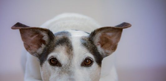 veterinario al tempo del covid-19