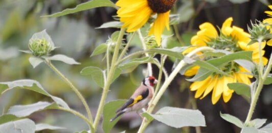 Cardellino-su-girasoli-giardino-di-casa-foto-di-Emanuela-Redaelli