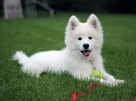 adenoma ghiandole circumanali cane 2