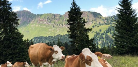 adotta una mucca