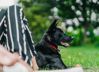animali e piano emotivo
