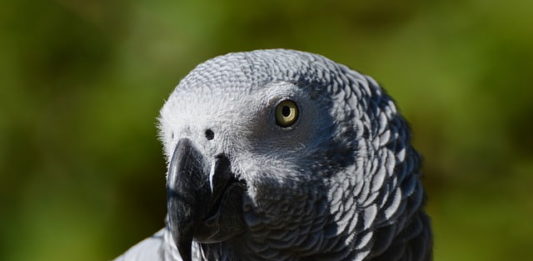 aspergillosi negli uccelli