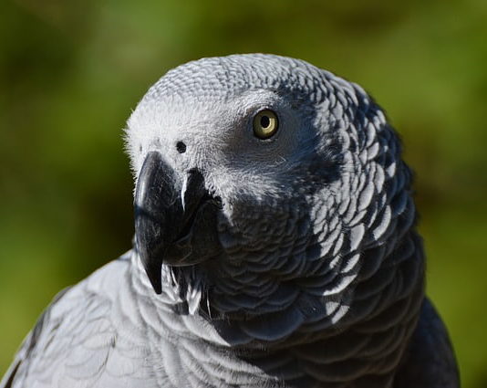 Aspergillosi negli uccelli: sintomi e specie più colpite aspergillosi negli uccelli