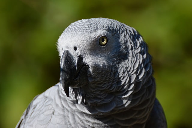 aspergillosi negli uccelli aspergillosi negli uccelli