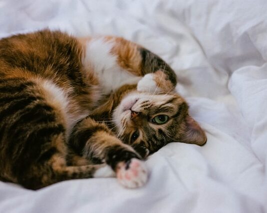 Benessere del gatto? Ecco alcuni consigli da seguire! benessere-del-gatto