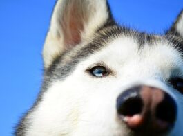 cane-con-occhio-rosso-le-cause-di-arrossamento-oculare