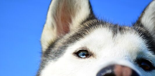 Cane con occhio rosso: le cause di arrossamento oculare cane-con-occhio-rosso-le-cause-di-arrossamento-oculare
