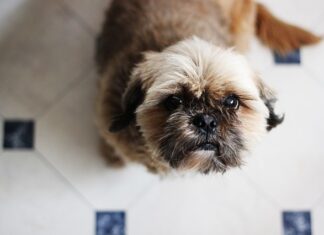 cane-elemosina-il-cibo-dalla-tavola