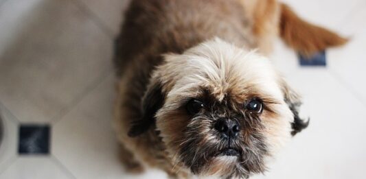 cane-elemosina-il-cibo-dalla-tavola