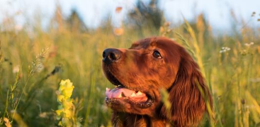 colpo di calore nel cane