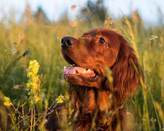 Colpo di calore nel cane: tutto quello che devi sapere colpo di calore nel cane