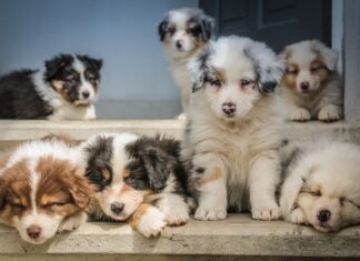 commercio illegale di pet su internet