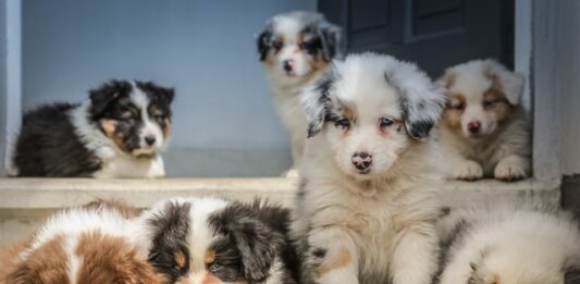 commercio illegale di pet su internet