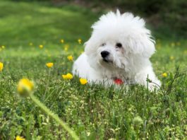 contatto con il cane protegge nei confronti delle allergie