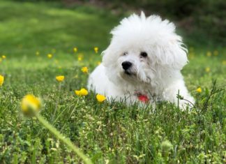 contatto con il cane protegge nei confronti delle allergie