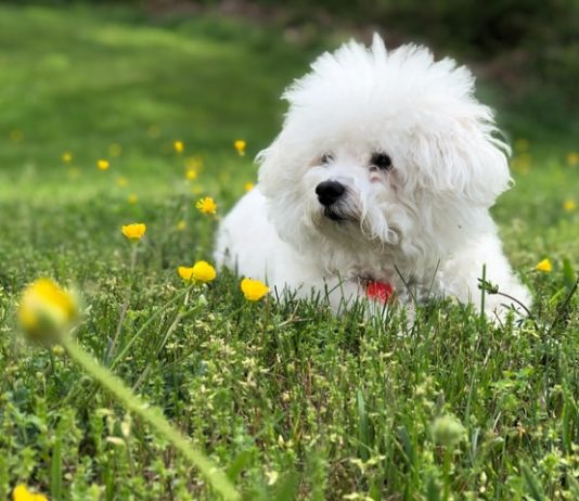 contatto con il cane protegge nei confronti delle allergie