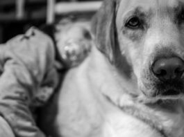 Convivenza tra animali e bambini? ecco qualche consiglio! convivenza-tra-animali-e-bambini