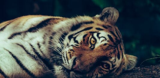 Covid-19 e animali selvatici: il pericolo viene dagli esseri umani covid-19 animali selvatici