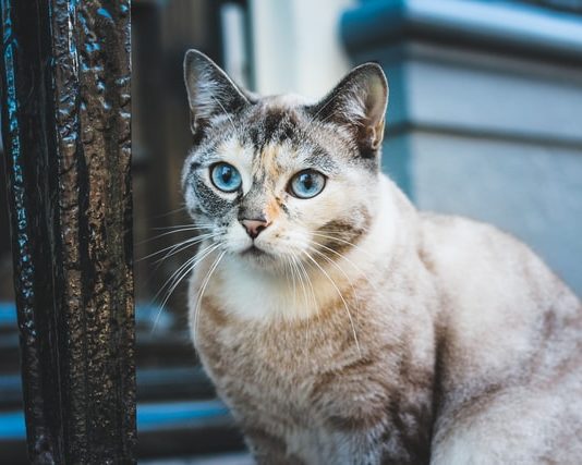 I diritti degli animali e la pronuncia del Tribunale di Milano diritti degli animali