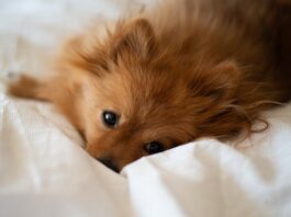 effetto-benefico-della-musica-su-cani-e-gatti