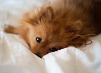 Effetto benefico della musica su cani e gatti? Si, secondo la scienza effetto-benefico-della-musica-su-cani-e-gatti