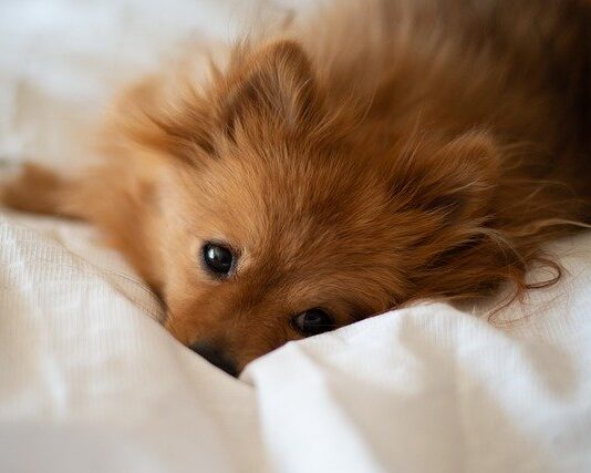 effetto-benefico-della-musica-su-cani-e-gatti