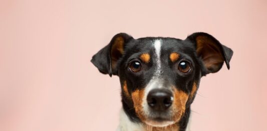 fase 2 medico veterinario