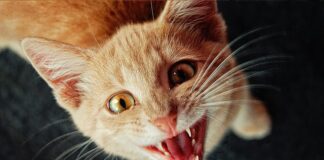 gatto-cade-da-un-balcone