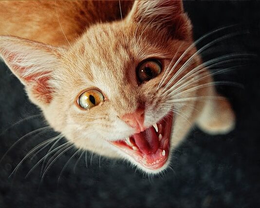 gatto-cade-da-un-balcone