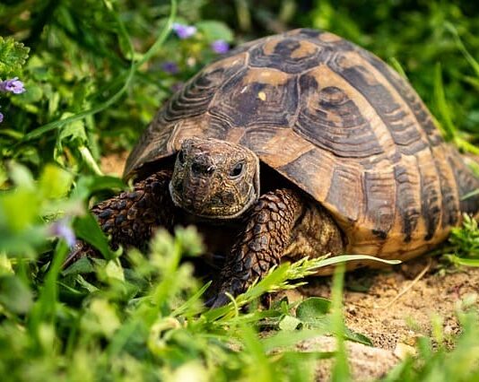 ho-trovato-una-tartaruga-colore-marrone