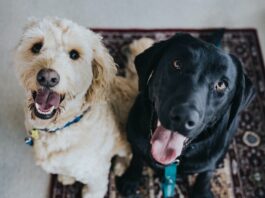 identikit proprietario