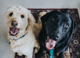 Identikit del proprietario di pet? Lo svela il Rapporto Assalco-Zoomark identikit proprietario