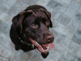 Una corretta igiene orale del cane? Ecco i cinque punti da sapere! igiene-orale-del-cane