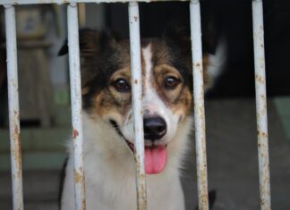 Lotta al randagismo: il buon esempio della Regione Puglia lotta-al-randagismo