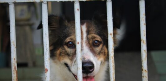 Lotta al randagismo: il buon esempio della Regione Puglia lotta-al-randagismo