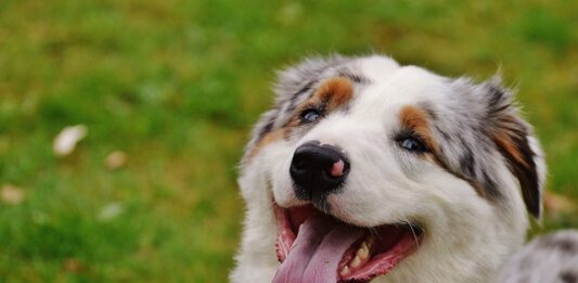 occhio-del-cane-lacrima