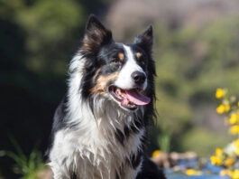 perchè il mio cane è aggressivo